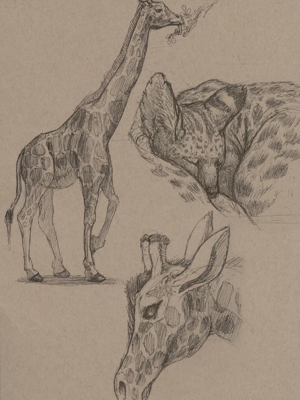 An animal drawing from a sketchbook
