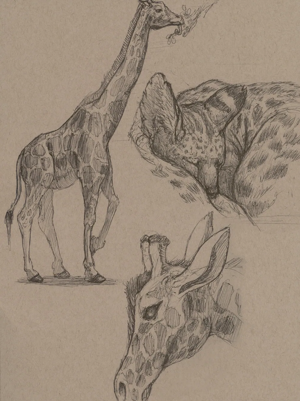 An animal drawing from a sketchbook