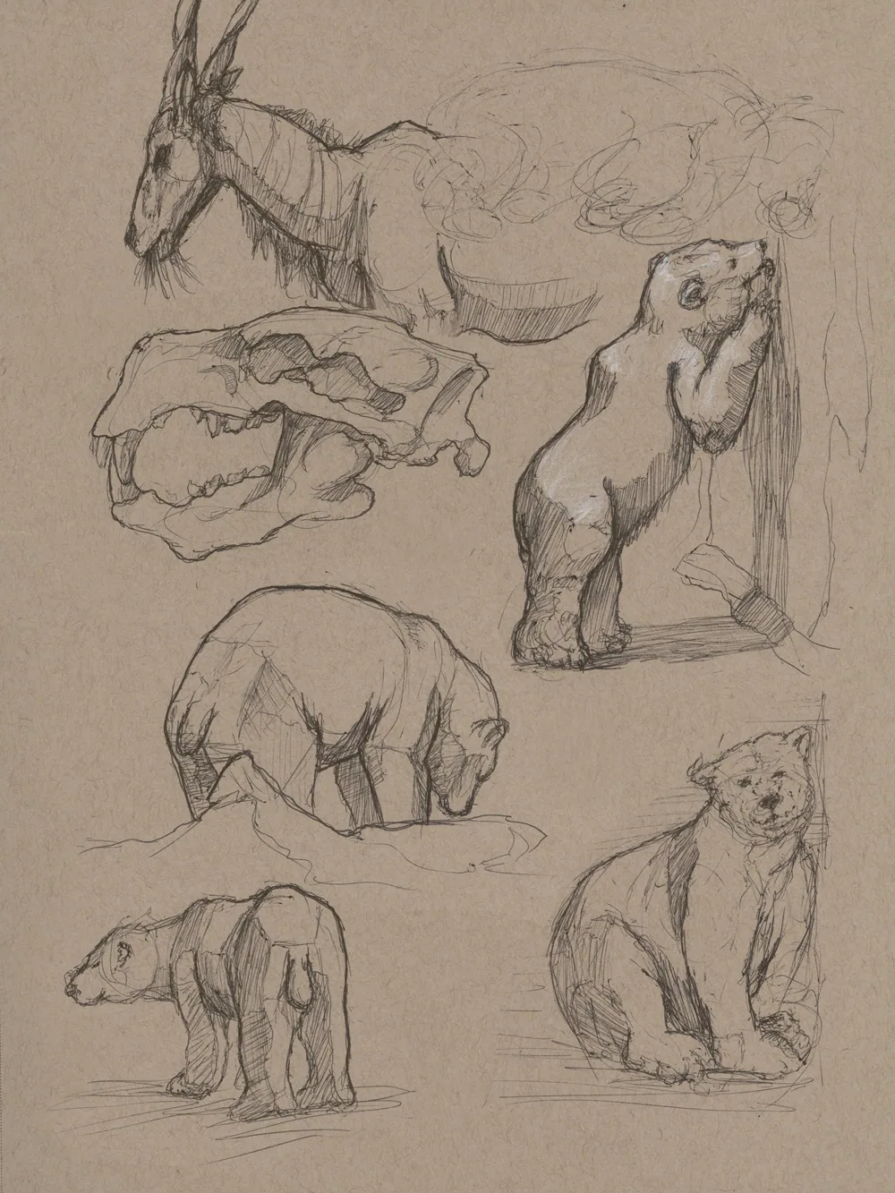 An animal drawing from a sketchbook